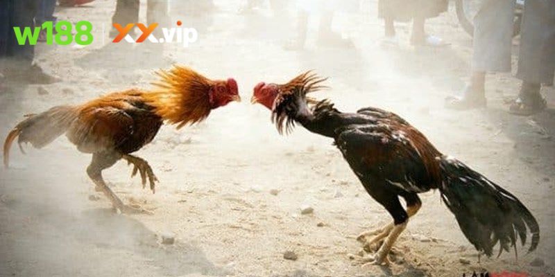 Mẹo theo dõi đấu kê giúp nắm bắt trận đấu nhanh