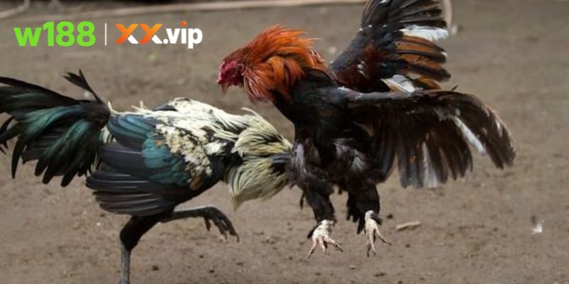 Top cửa cược phổ biến nhất